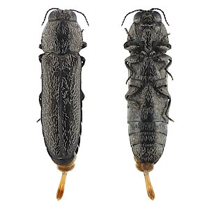 Synechocera setosa, PL4888B, male, from Gahnia deusta, SE